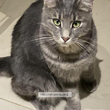 Photo 1/1 Chat retrouvé Perdu à Hellemmes Lille