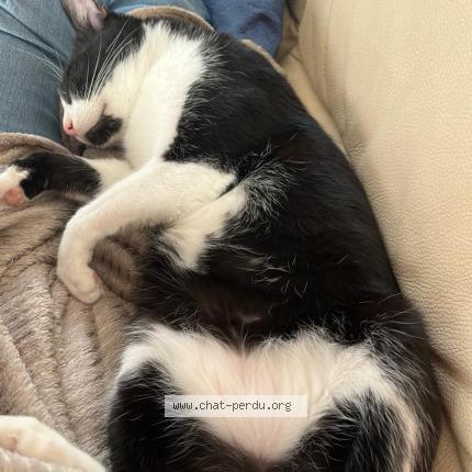 Photo de chat perdu à Perols