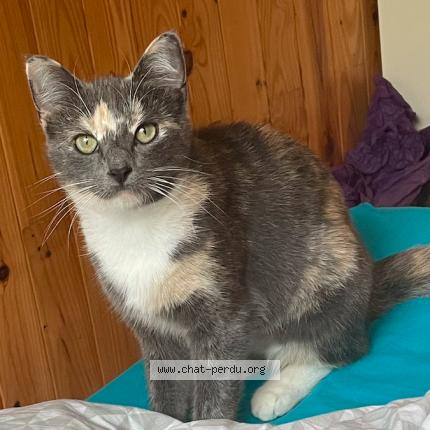 Photo de chat perdu à Rennes