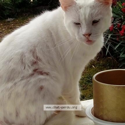 Photo de chat perdu à Saint Brieuc