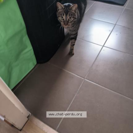 Photo 1/1 Chat retrouvé Perdu à Castelginest