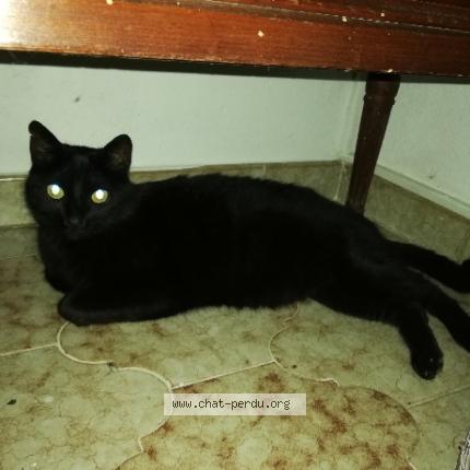 Photo 1/1 OSCAR Chat perdu à Cavalaire sur mer