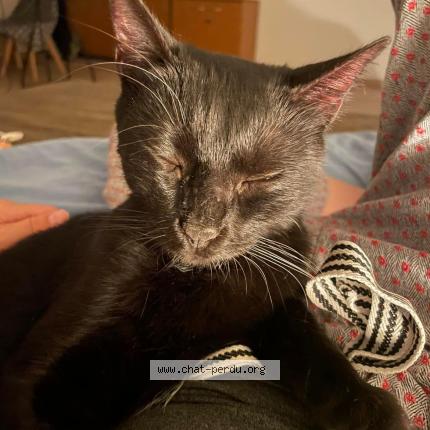 Photo 1/1 Chat retrouvé Perdu à Notre Dame De Bondeville