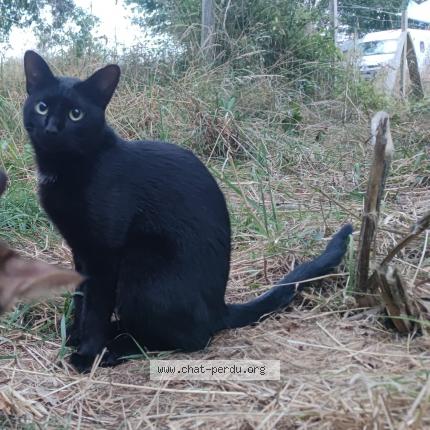 Photo 1/1 Izikel Chat perdu à St colomban