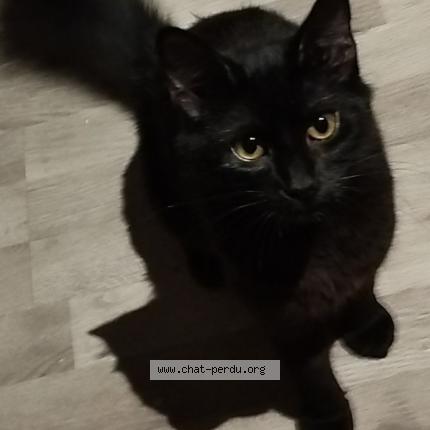Photo de chat perdu à Verdun