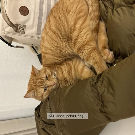 Photo 1/1 Chat retrouvé Perdu à Martigues Jonquiere