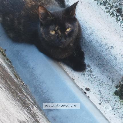 Photo 1/1 Chat retrouvé Perdu à Saint Amarin