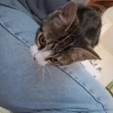 Photo de chat trouvé à Chateau Gontier Sur Mayenne