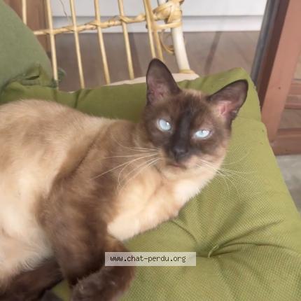 Photo de chat perdu à Irigny