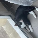 Photo de chat perdu à Flins Sur Seine