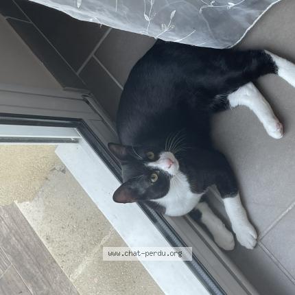 Photo 1/1 Chat retrouvé Perdu à Flins sur seine