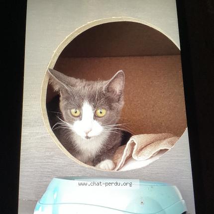 Photo de chat trouvé à Chatenay