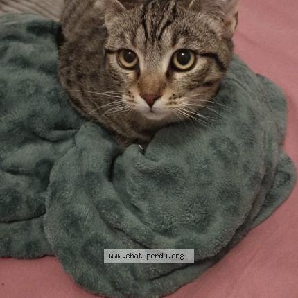 Photo de chat perdu à Pau