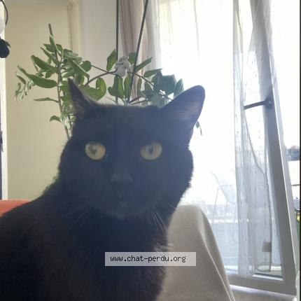Photo de chat perdu à Orleans