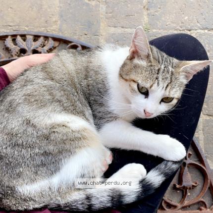 Photo de chat perdu à Marsauceux