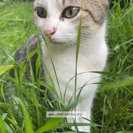 Photo 2/2 Chat retrouvé Perdu à Marsauceux