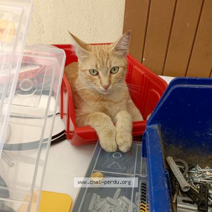 Photo de chat perdu à Pau
