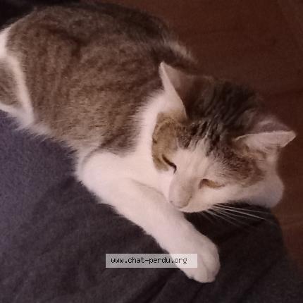 Photo de chat perdu à Carla Bayle