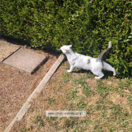 Photo 1/1 Chat retrouvé Perdu à Mauges sur loire