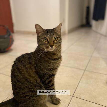 Photo 1/1 Chat retrouvé Perdu à Marseille