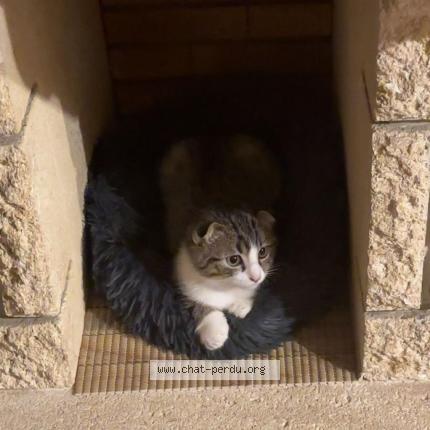 Photo de chat perdu à Coubert