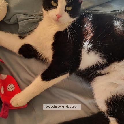 Photo 1/1 Milo Chat perdu à Sauvian