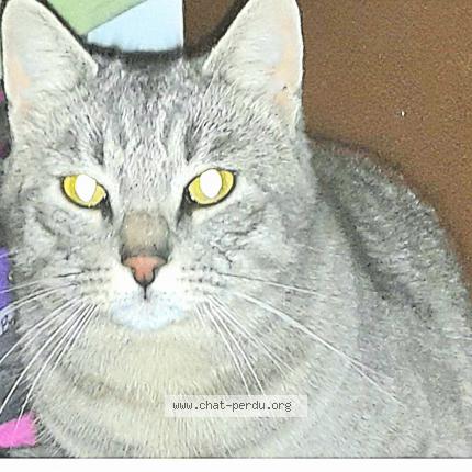 Photo 1/1 Louis Chat perdu à Grabels