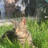 Photo de chat perdu à Les Clayes Sous Bois