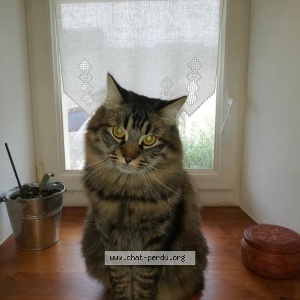 Photo de chat perdu à Cognac