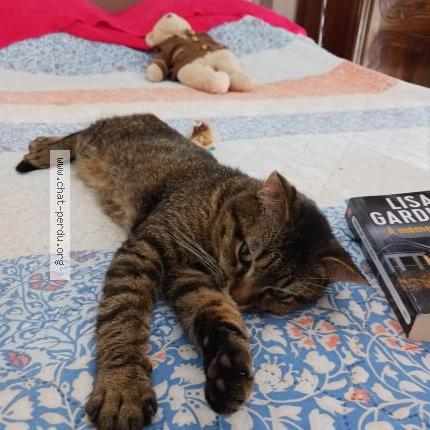 Photo 4/4 Filou Chat perdu à Vendeville