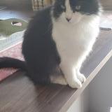 Photo de chat perdu à La Milesse