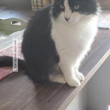 Photo 1/1 Chat retrouvé Perdu à La milesse