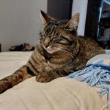 Photo de chat perdu à Baune