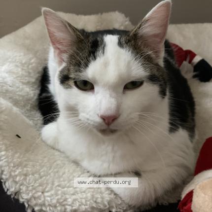 Photo 1/1 Ramsy Chat perdu à La roche sur yon