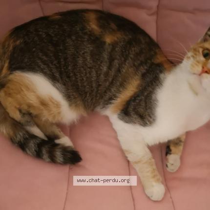 Photo 1/1 Minette Chat perdu à Volvic 63530