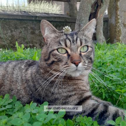 Photo de chat perdu à Longwy