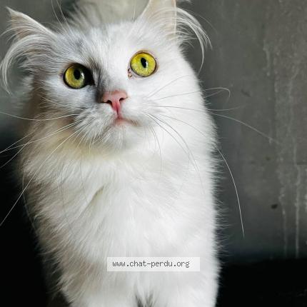 Photo de chat perdu à Montigny Les Metz 57950