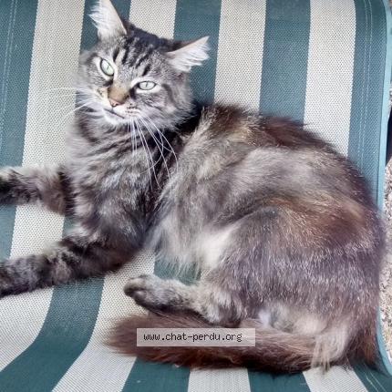 Photo 1/1 Calinou Chat perdu à Chablis