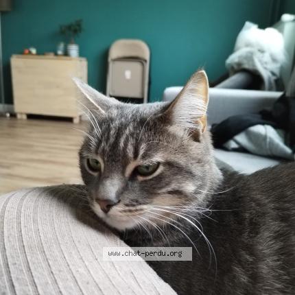 Photo 1/1 Chat retrouvé Perdu à Conflans sainte honorine