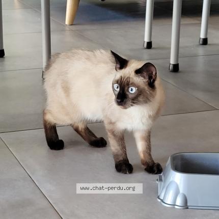 Photo 1/1 Chat retrouvé Perdu à Meyzieu