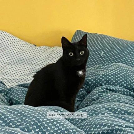 Photo de chat perdu à Paris