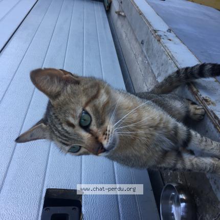 Photo de chat trouvé à Villeneuve Les Maguelone