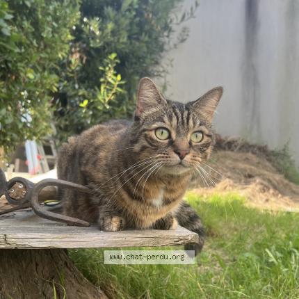 Photo 1/1 Chat retrouvé Perdu à Nantes