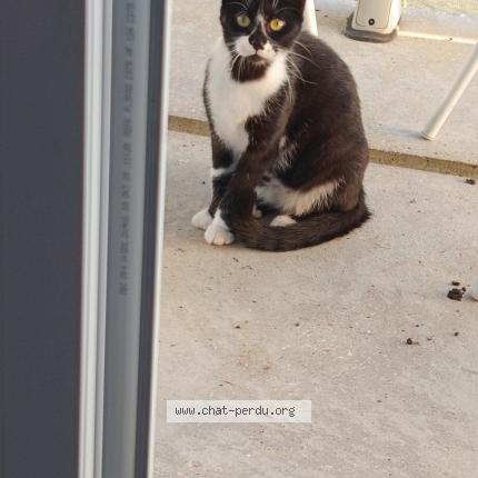 Photo de chat trouvé à Pacy Sur Eure