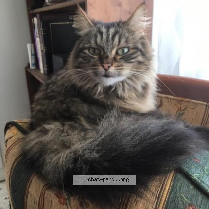 Photo de chat perdu à Gouillons