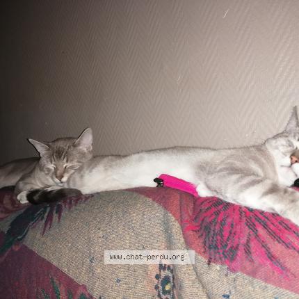Photo 1/1 Osso Chat perdu à Jarmenil
