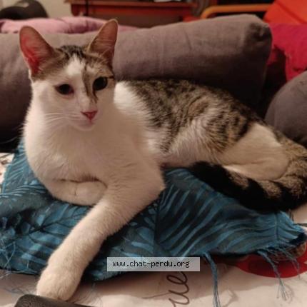 Photo 1/1 Ulix Chat perdu à Villeurbanne