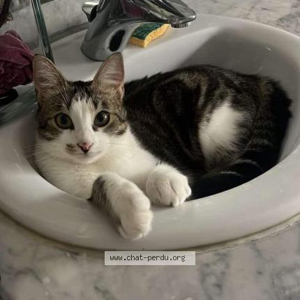 Photo de chat perdu à Puisieulx