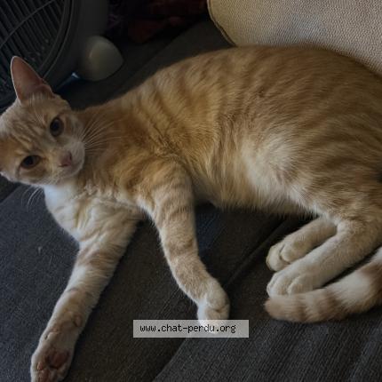 Photo de chat perdu à Bourg Les Valence