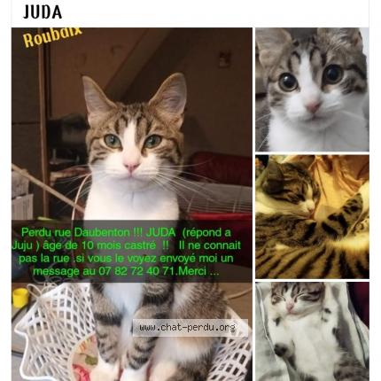 Photo de chat perdu à Roubaix